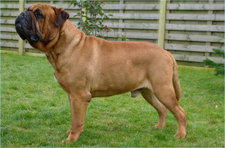 Bumble Barns bullmastiffs