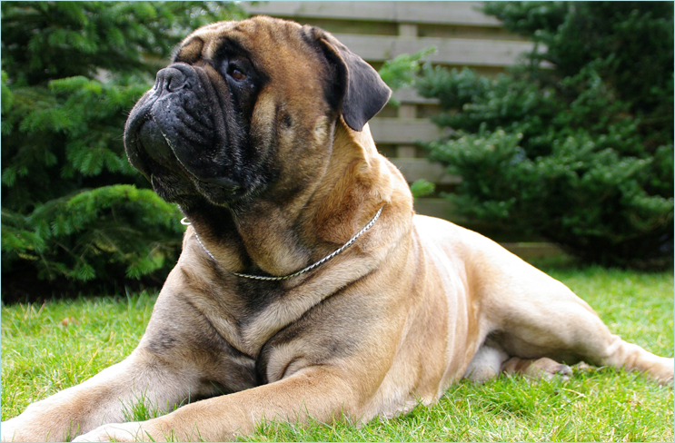 Bumble Barns bullmastiffs